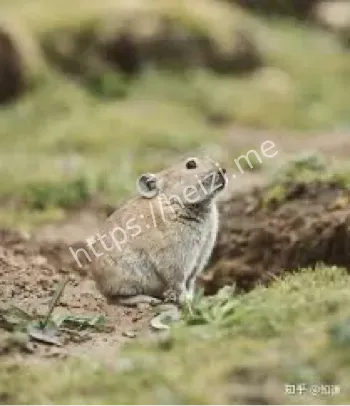 烟花秀与生态影响