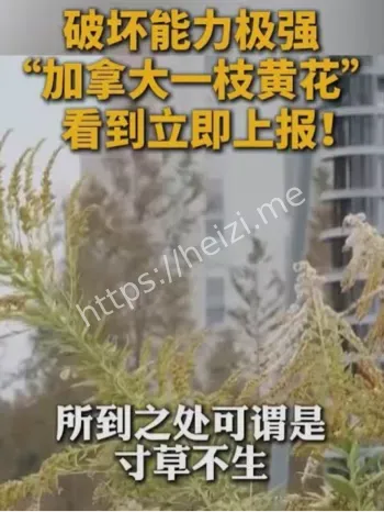 加拿大一枝黄花